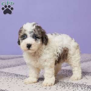 Rubble, Miniature Poodle Puppy